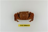 藏品(美麗斜紋蟹)的圖片